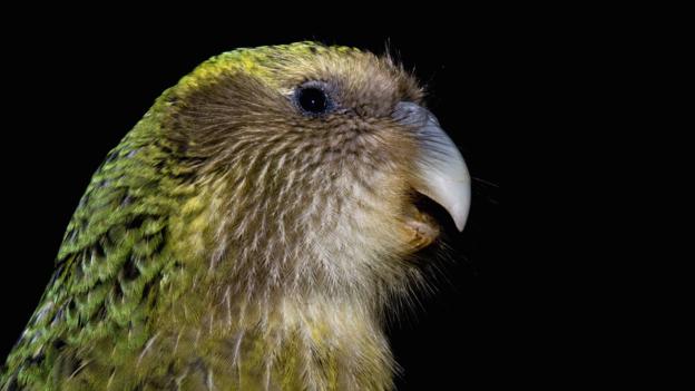 Việc tái thiết lại số lượng loài kakapo tại New Zealand gặp khó khăn bởi nguồn gen có hạn.