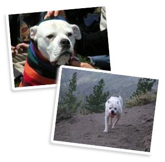 Thậm chí, câu chuyện và hình ảnh cô chó Zinga được đăng tải trên website chính thức của công ty