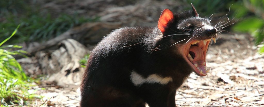  Loài chuột Tasmanian - Tasmanian Devil. 