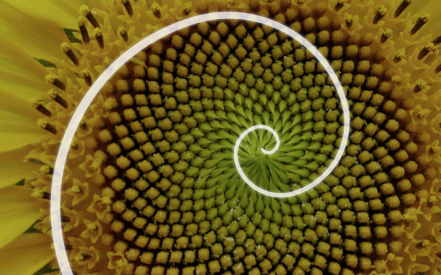  Đường xoắn ốc Fibonacci ở hoa hướng dương 