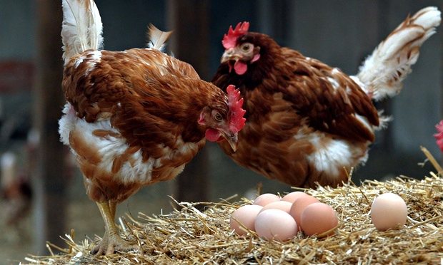  Trứng có thể chứa vi khuẩn salmonella, gây ngộ độc 