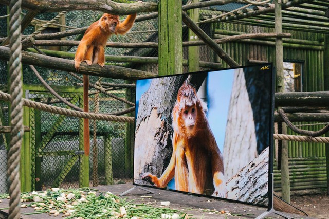  Trong vườn thú, không những được ăn uống leo trèo còn được xem TV. 