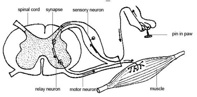  Các thành phần dây thần kinh dưới da khiến bạn cảm thấy ngứa ngáy. 