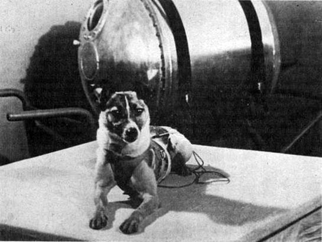  Ảnh chụp Laika trước buổi phóng năm 1957. 