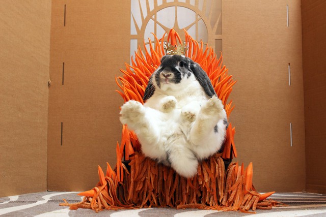 
The Carrot Throne thay cho Iron Throne, chắc hẳn những chú thỏ sẽ rất thích nó đây
