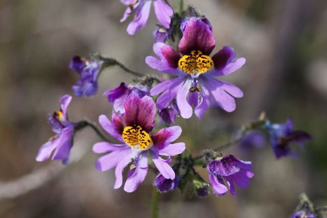  Vẻ đẹp của những bông hoa trên Atacama. 