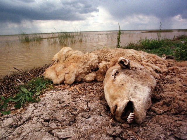 Xác một con cừu đực đang phân hủy tại đường vành công viên Quốc gia Donana, Tây Ban Nha 1 tuần sau vụ tràn 5 triệu mét khối chất thải axit từ mỏ khai thác gần đó, khiến cho thảm thực vật bị cháy rụi và chết. Bức ảnh được chụp vào 2/5/1998.