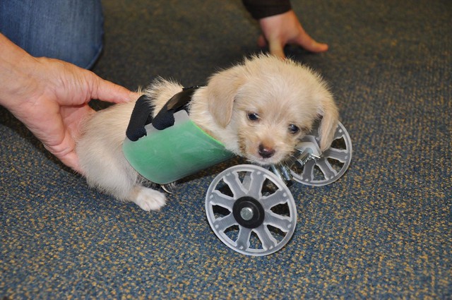 Chú Cún nhỏ tên Tumbles nay đã có thể di chuyển với chiếc xe lăn 3D của mình rồi!
