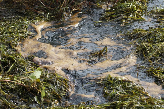 Những mảng bùn màu nâu hình thành quanh chất thải nhiêu liệu rò rỉ từ một nhà máy lọc dầu ở Montreal ra sông St. Lawrence vào 29/9/2010. Thành phần chính của số chất thải này là hỗn hợp trộn lẫn giữa nước và dầu diesel.