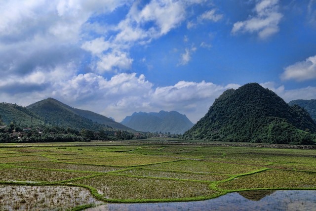  Những cánh đồng lúa Phong Nha. 