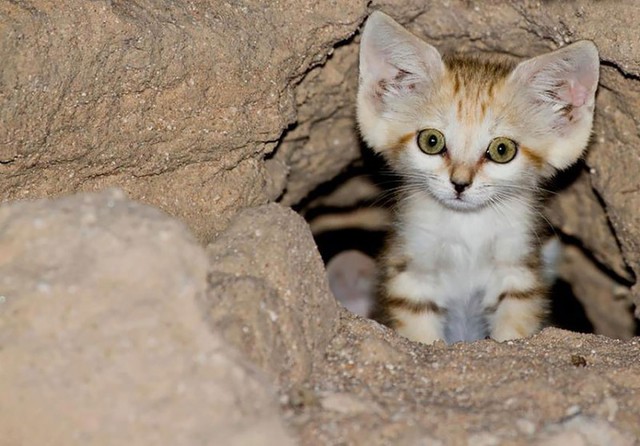 http://cdn.zmescience.com/wp-content/uploads/cache/2015/07/sand-cats-kittens-forever-4__880/3083143056.jpg