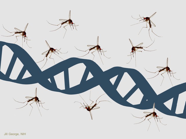  Gen di truyền là nguyên nhân chính cho câu hỏi tại sao muỗi đốt một số người nhiều hơn. 