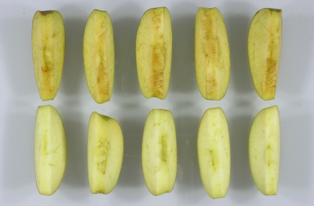  Những quả táo Arctic Golden Delicious không bị hóa nâu (dưới) so sánh với táo thông thường (trên) 