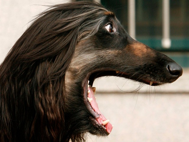  Chú chó Snuppy thuộc giống Afghan Hound, cá thể chó được nhân bản vô tính đầu tiên trên thế giới năm 2008. 