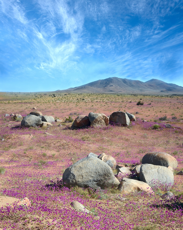  El Nino phủ một màu hoa tím và cỏ xanh trên Atacama. 