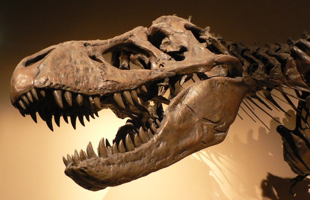  Tuy nhiên trên thực tế các loài khủng long đã bắt đầu tuyệt chủng từ trước khi thảm họa thiên thạch xảy ra. 
