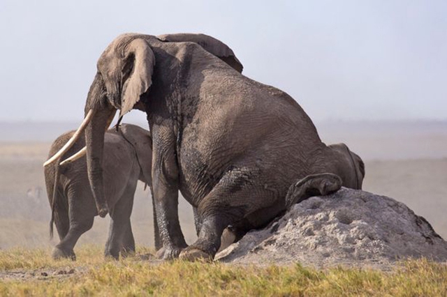 Con voi cái cọ xát mông vào tảng đá để gãi ngứa.