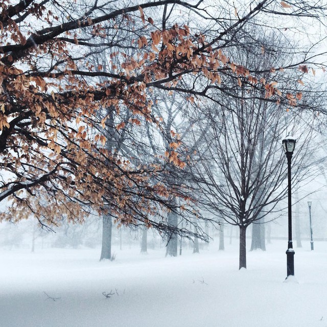  Thêm một bức ảnh tuyệt đẹp với điểm nhấn là màu lá cây giữa tuyết trắng. Ảnh: Khrysnyc. 