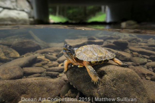 Chú rùa gỗ con đang tạo dáng trên một tảng đá ở một nhánh sông thuộc bang Pennsylvania.