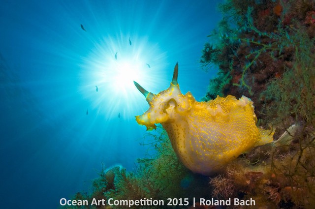 Con ốc sên biển rực rỡ sắc màu có tên khoa học là Felimare picta đang nghỉ ngơi trên bờ biển phía Bắc đảo Balearic Minorca thuộc Punta den Siulet.