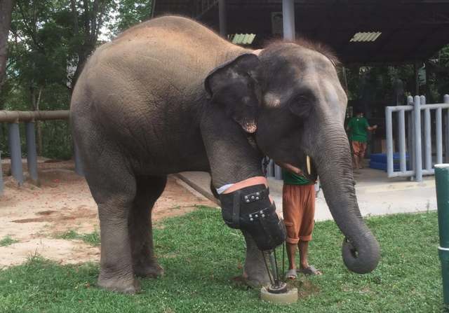  Cô nàng voi với chiếc chân mới được gắn gần đây 