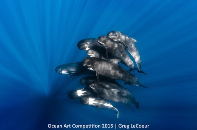 Một tốp cá voi Pilot bơi cùng nhiếp ảnh gia Greg LeCoeur ở Nice, Pháp.
