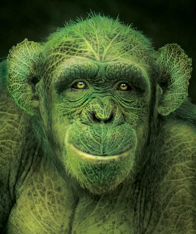 
Một chú khỉ xanh được tạo từ những chiếc lá
