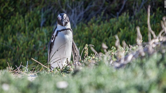  Không giống các loài chim cánh cụt khác, chim cánh cụt châu Phi không di trú mà ở nguyên một chỗ. Chúng sẽ đẻ trứng sau đó giấu dưới những bụi cỏ gần đó. 