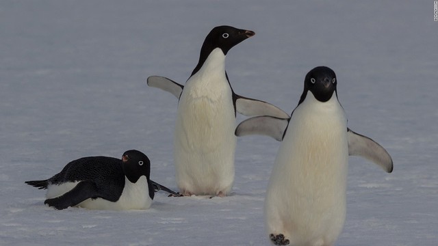  Có kích cỡ chỉ nhỏ bằng một nửa chim cánh cụt hoàng đế, chim cánh cụt Adelie là một trong những loài nhỏ nhất tại khu vực Nam Cực. Tháng 10 hàng năm, chúng sẽ bắt đầu xây tổ tại các vách đá gần bờ biển. 