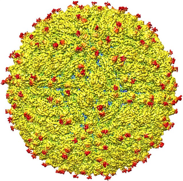  Hình ảnh virus Zika 