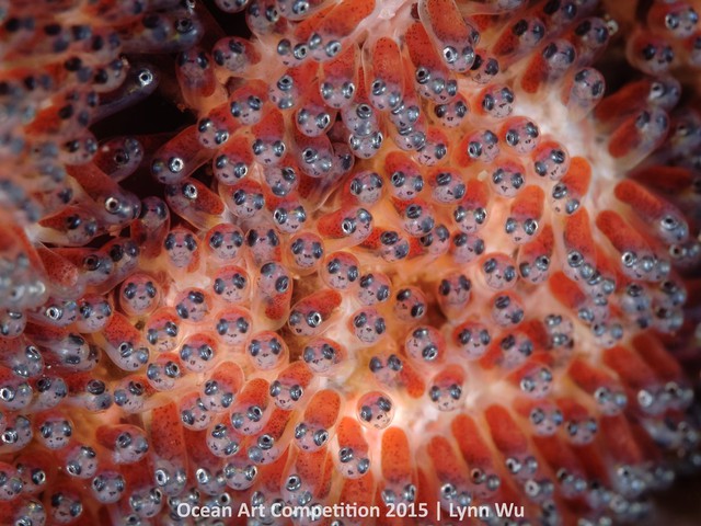Một tập hợp những con cá hề con “trông như những mảnh gương lấp lánh với những cặp mắt to tròn” – Nhiếp ảnh gia Lynn Wu miêu tả. Bức ảnh này được chụp tại Anulao, Phillipine.