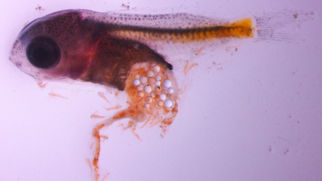  Một ấu trùng cá trinh nữ chứa rất nhiều hạt vi nhựa. 