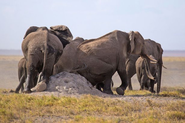 Hành vi kỳ lạ của hai con voi cái đã lọt vào ống kính của nhiếp ảnh gia.