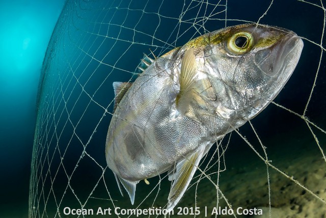 Con cá này đã bị bẫy bởi chiếc lưới đánh cá.