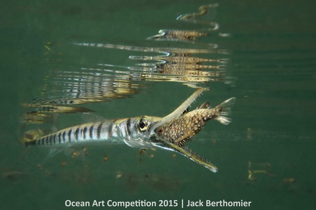 Nhiếp ảnh gia Jack Berthomier đã chớp lấy khoảnh khắc con cá Tylosorus crocodulis đang đớp lấy một con cá nhỏ khi đang săn mồi ở Vịnh Ouemo thuộc Noumea, New Caledonia.