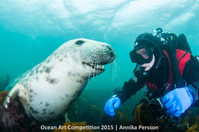 Chú hải cẩu xám tinh nghịch nở nụ cười với một thợ lặn phía xa đảo Farnes, vương quốc Anh.