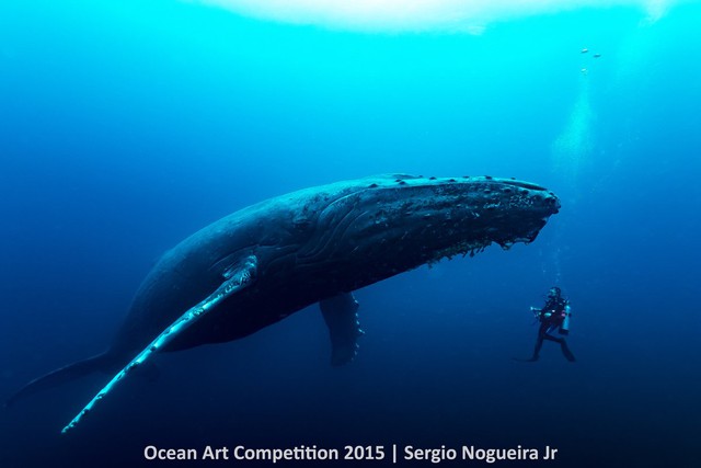 Ảnh chụp cá voi lưng gù đang xích lại gần thợ lặn Gustavo Verzoni chỉ 24 tiếng đồng hồ sau khi đứa con của nó bị đôi cá kình ăn thịt.