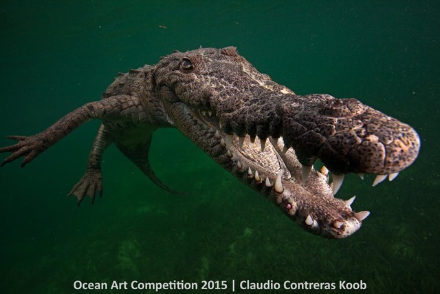 Con cá sấu Mỹ nổi lên trên mặt nước để hít thở, không thể không nở nụ cười thỏa mãn ở vùng Jardines de la Reina, Cuba.