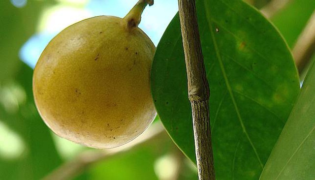  Một quả Manchineel chín trông khá hấp dẫn nhưng nó cực độc. 