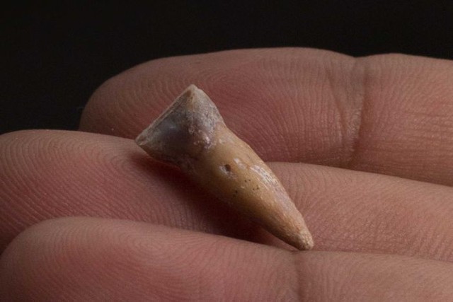 Một trong 6 chiếc răng hóa thạch được tìm thấy