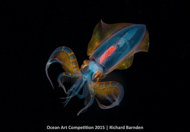 Con mực rực rỡ sắc màu có hình dáng giống người ngoài hành tinh ở vùng nước tối thuộc Palau.
