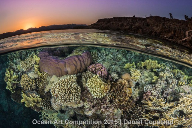  Nhiếp ảnh gia Daniel Copeland đã kiên nhẫn chờ một tiếng đồng hồ để chụp lại khoảnh khắc phân tách của rạn san hô ở công viên quốc gia Ras Mohammed, phần Biển Đỏ thuộc lãnh thổ Ai Cập. 