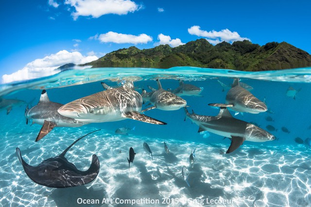 Cá mập đầu đen và cá đuối đang tập hợp thành từng bầy ở vùng nước Moorea, French Polynesia.