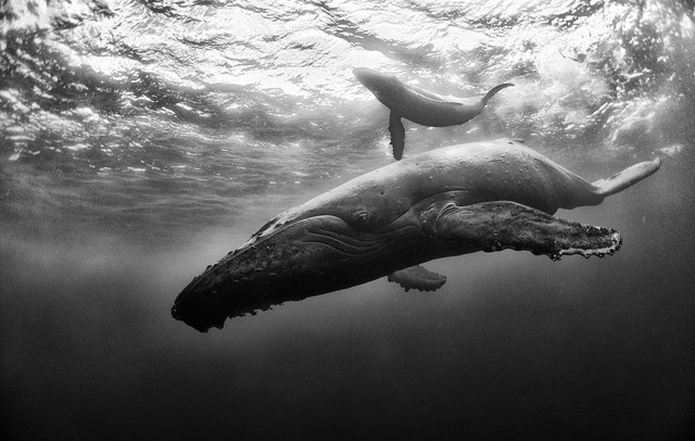 Cá voi mẹ đang dạy cho con mình cách hít thở.