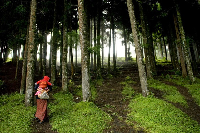  Rừng nguyên sinh che phủ hơn 70% diện tích của đất nước Bhutan. 