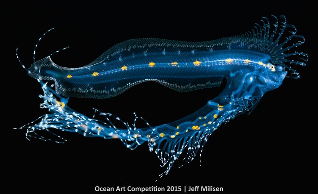 Đây là bức ảnh về một con lươn chồn thân dẹt giống hình ấu trùng. Theo như ban tổ chức cuộc thi, họ chưa từng thấy ảnh loài vật này trước đây. Sự độc đáo này đã mang lại cho nhiếp ảnh gia Jeff Milisen giải thưởng “Bức ảnh đẹp nhất”.