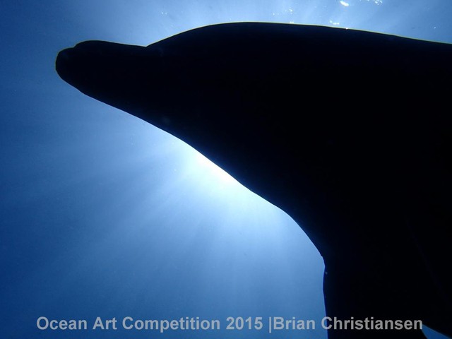 Nhiếp ảnh gia Brian Christiansen đã chụp bóng nghiêng của một con cá heo khi đang bơi theo đàn ở Deshaies, Guadeloupe.