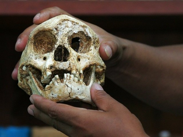Hóa thạch sọ của người Hobbit được tìm thấy năm 2014 ở Indonesia
