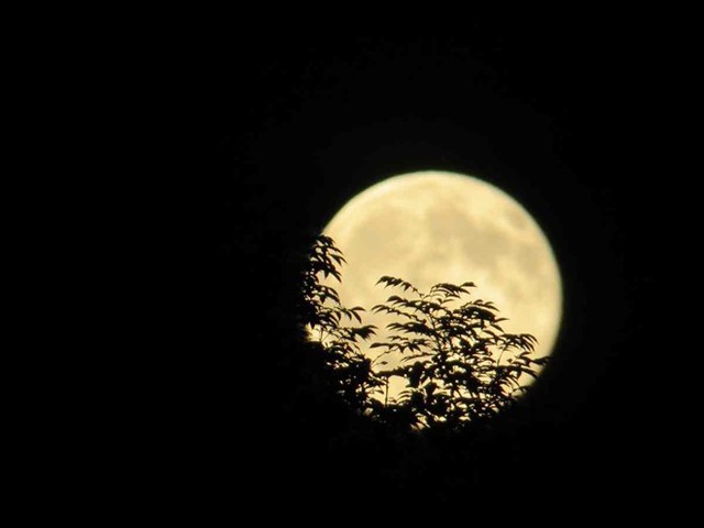 Trăng hạ chí được quan sát qua rặng cây lúc 22h30 tại Norfolk, Anh. Anhr: GuardianWitness