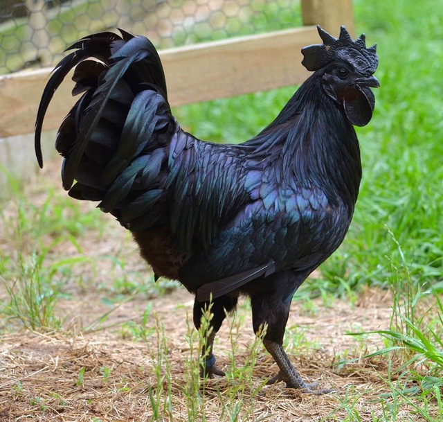  Cận cảnh chú gà đen Ayam Cemani 